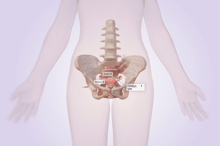 Pelvic Diagram